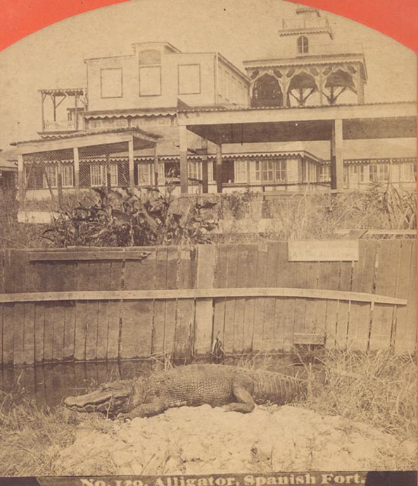 1880 - Alligators at Spanish Fort