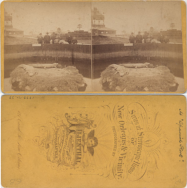 1880 - Another view of the Alligators
