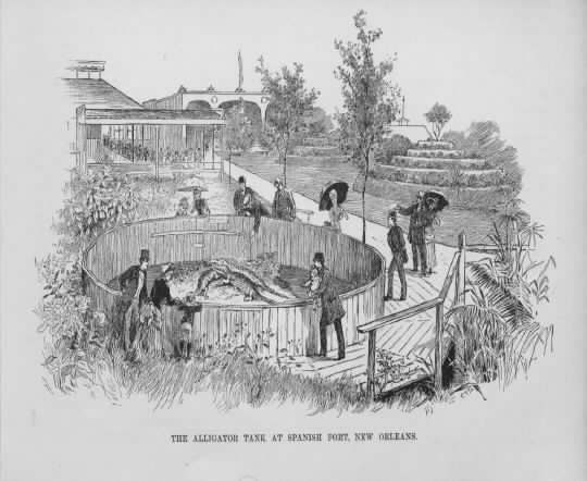 1885 -  More Alligators - They must have been quite popular